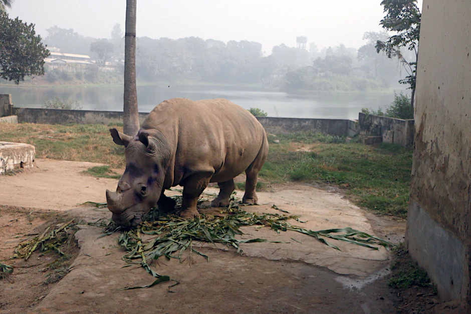 Die einsame Nashorn-Dame Kanchi frisst nicht mehr richtig.