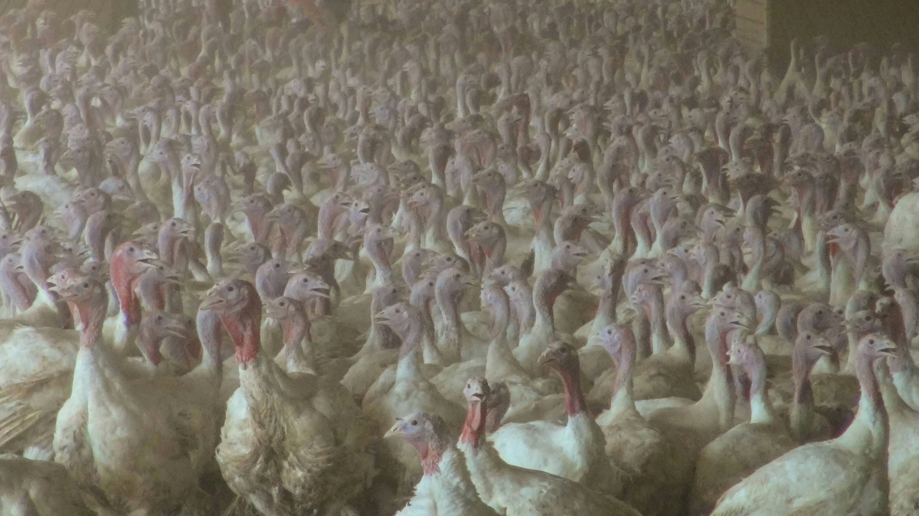 In Putenmastbetrieben stehen die Tiere oft sehr dicht gedrängt. Krankheiten können sich extrem schnell verbreiten.