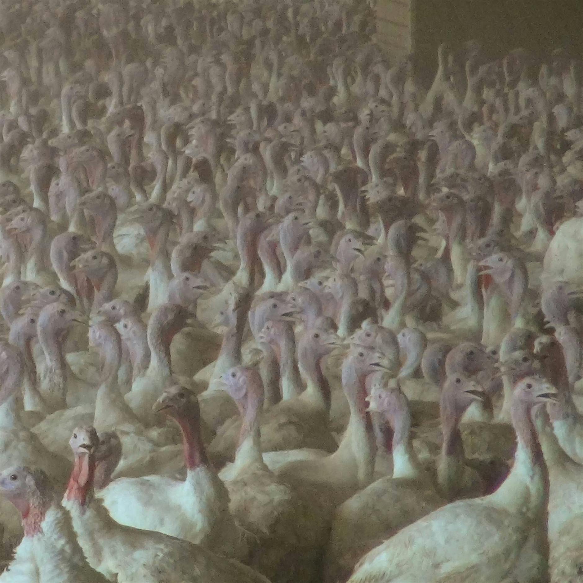 In Nordbrandenburg wurden 16.000 Puten wegen der Geflügelpest notgeschlachtet