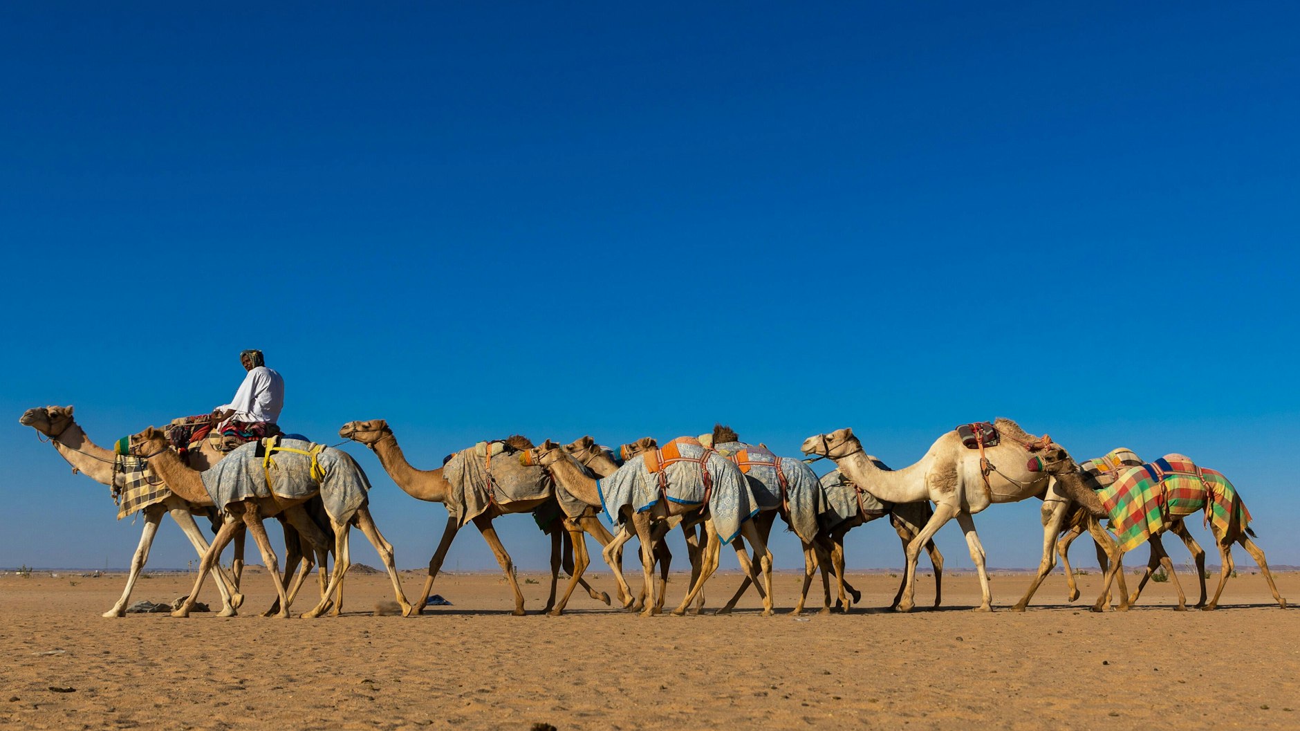 Dromedare geben sich sogar mit einer Kost aus dornigem Gestrüpp oder salzhaltigen Pflanzen zufrieden.