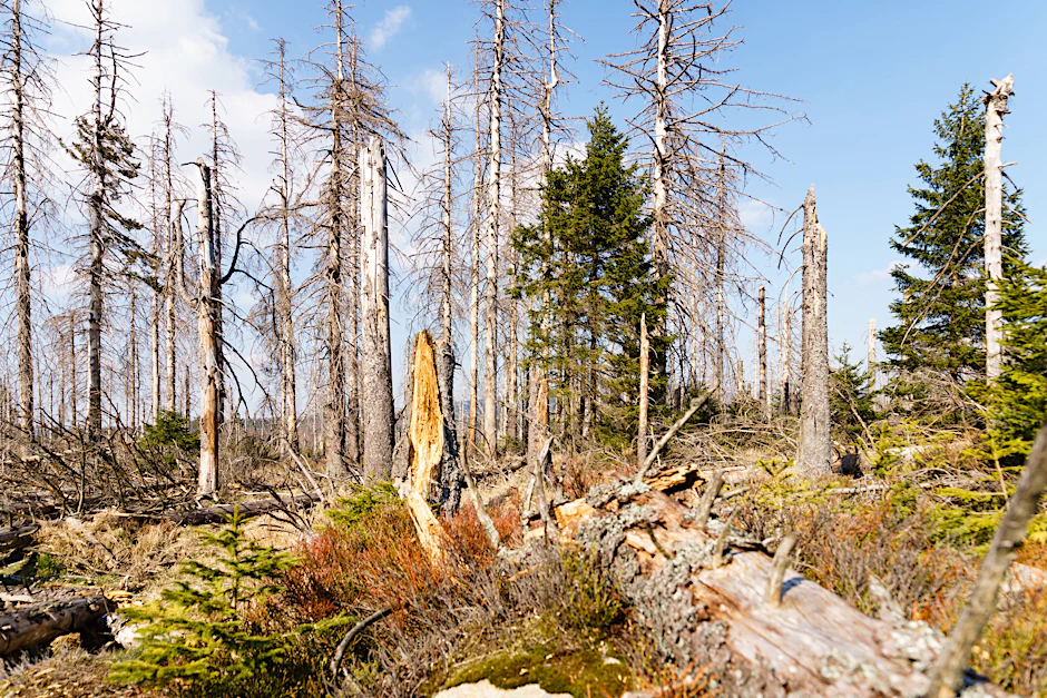 Abgestorbene Fichten im Harz. Die Bäume sind der zunehmenden Hitze und Trockenheit nicht mehr gewachsen.