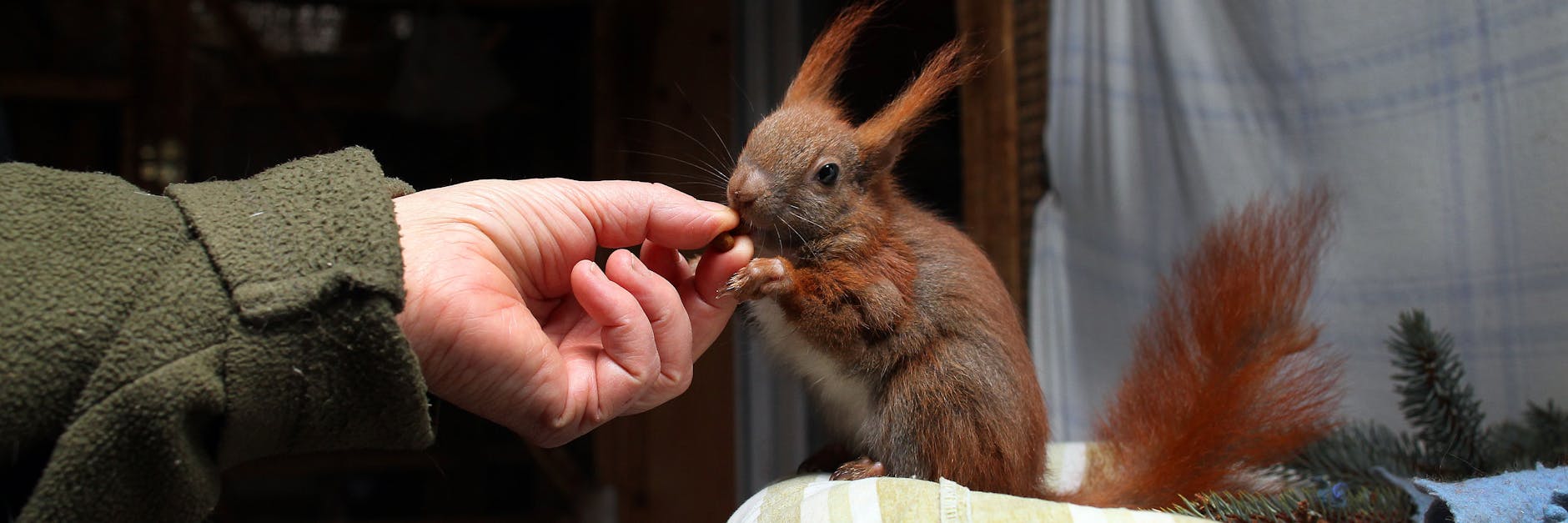 Die Eichhörnchen kommen oft unterkühlt, ausgehungert und krank in die Not-Station.