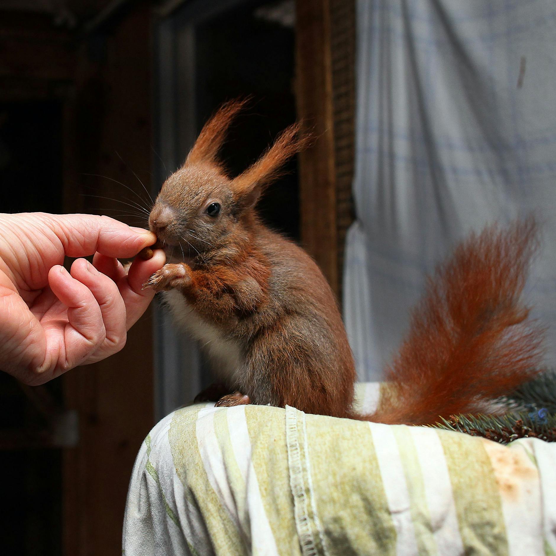 Unsere Eichhörnchen sind in Gefahr!
