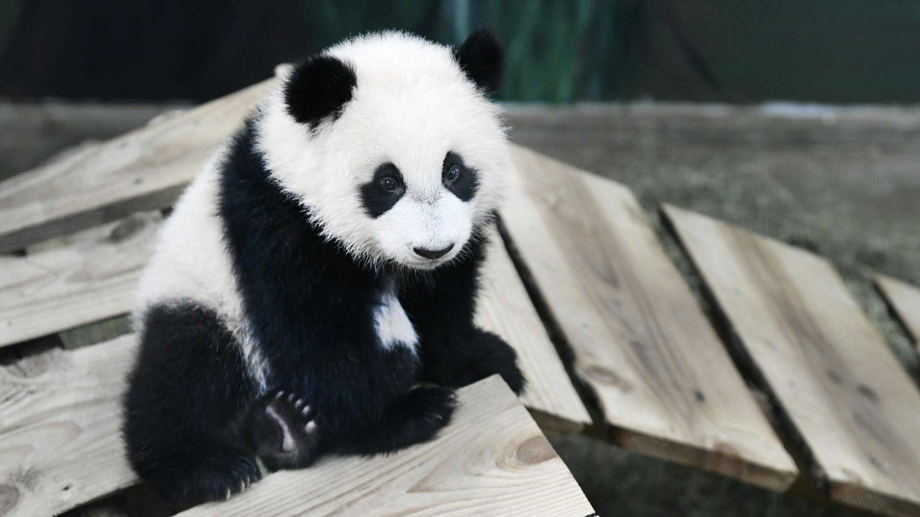 Panda-Baby im Zoo (Symbolbild).