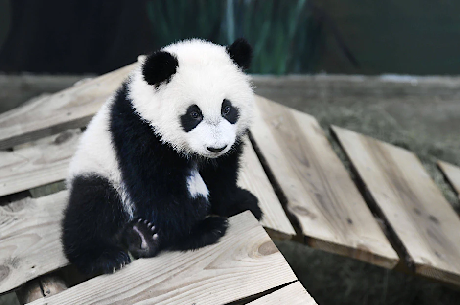 Panda-Baby im Zoo (Symbolbild).