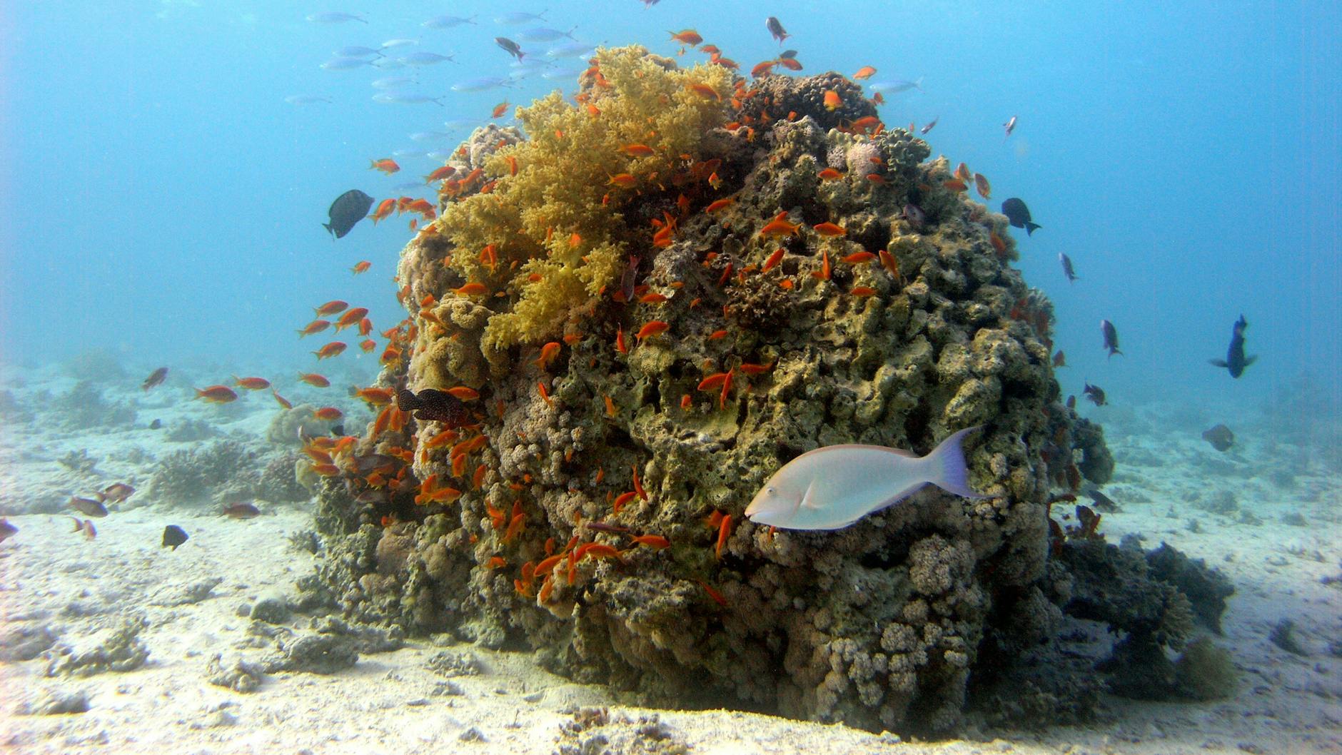 Wie ein Solitär: ein Fleckenriff im Golf von Akaba bei Dahab, Ägypten. Es befindet sich in einer Lagune in etwa vier bis fünf Metern Wassertiefe.<br><br><br>