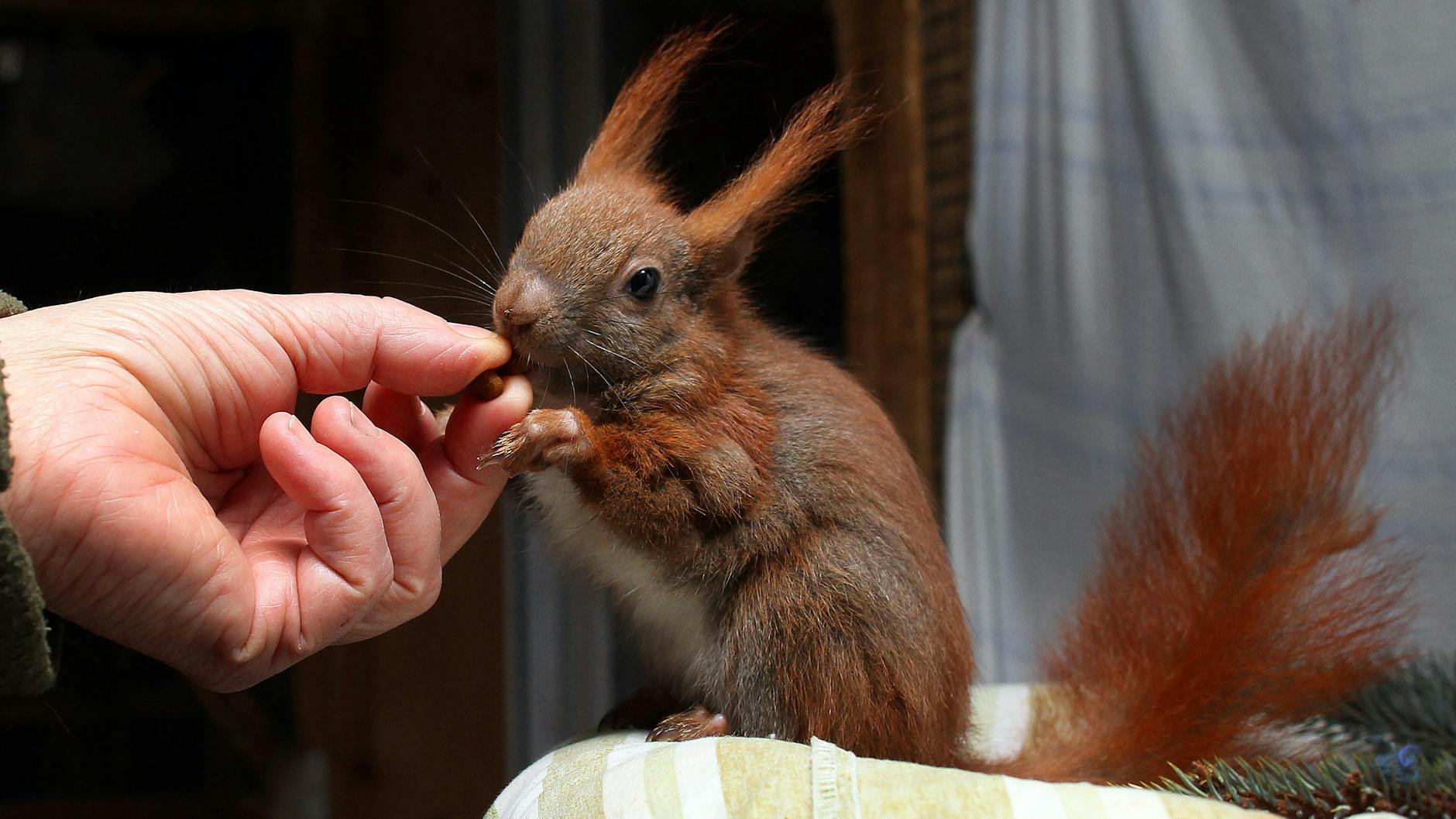 Die Eichhörnchen kommen oft unterkühlt, ausgehungert und krank in die Not-Station.