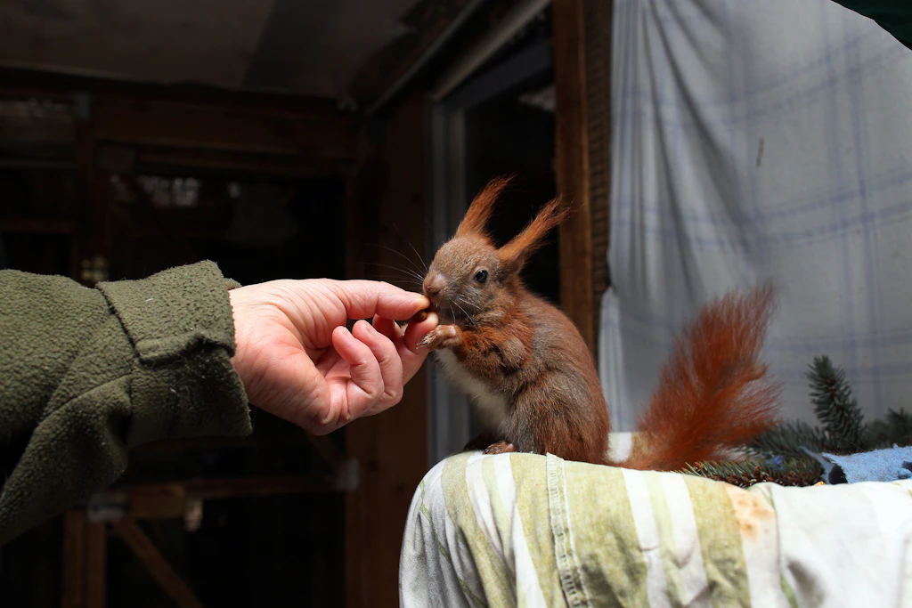 Tierschützerin warnt: Eichhörnchen sind in Gefahr