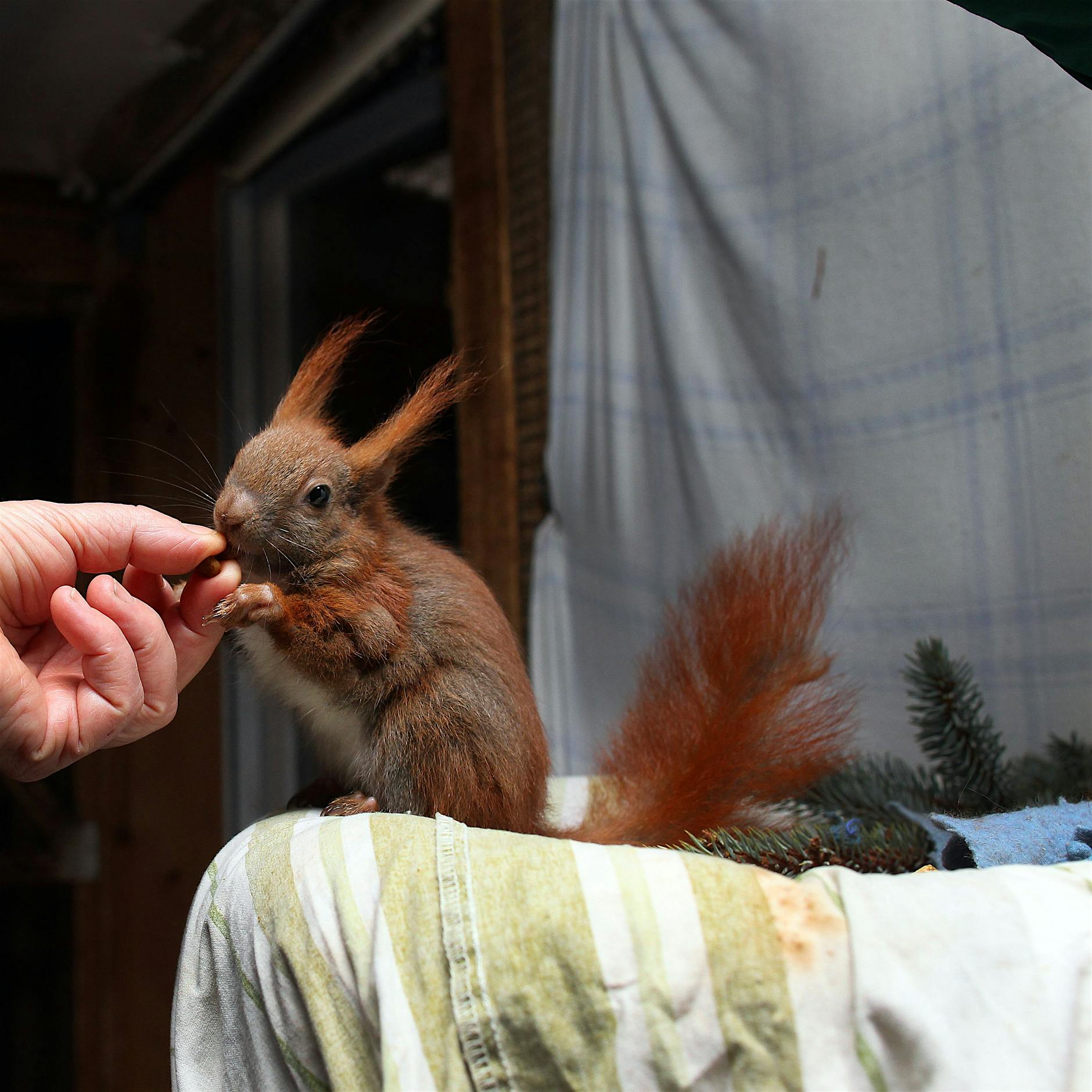 Tierschützerin warnt: Eichhörnchen sind in Gefahr