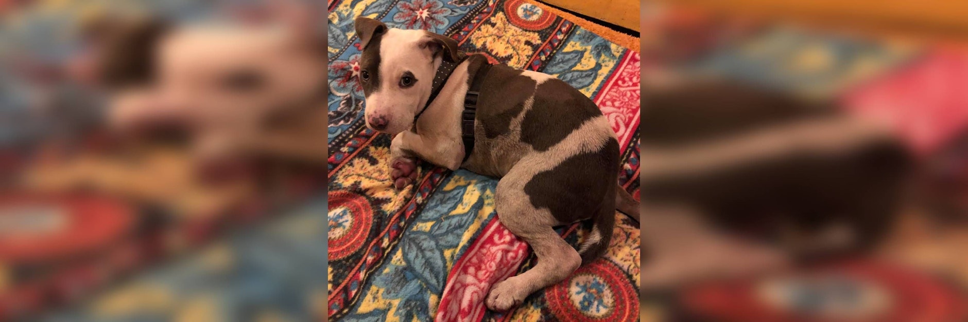 So kam Paula im Tierheim an: mit aufgerissenen Füßen und völlig erschöpft.