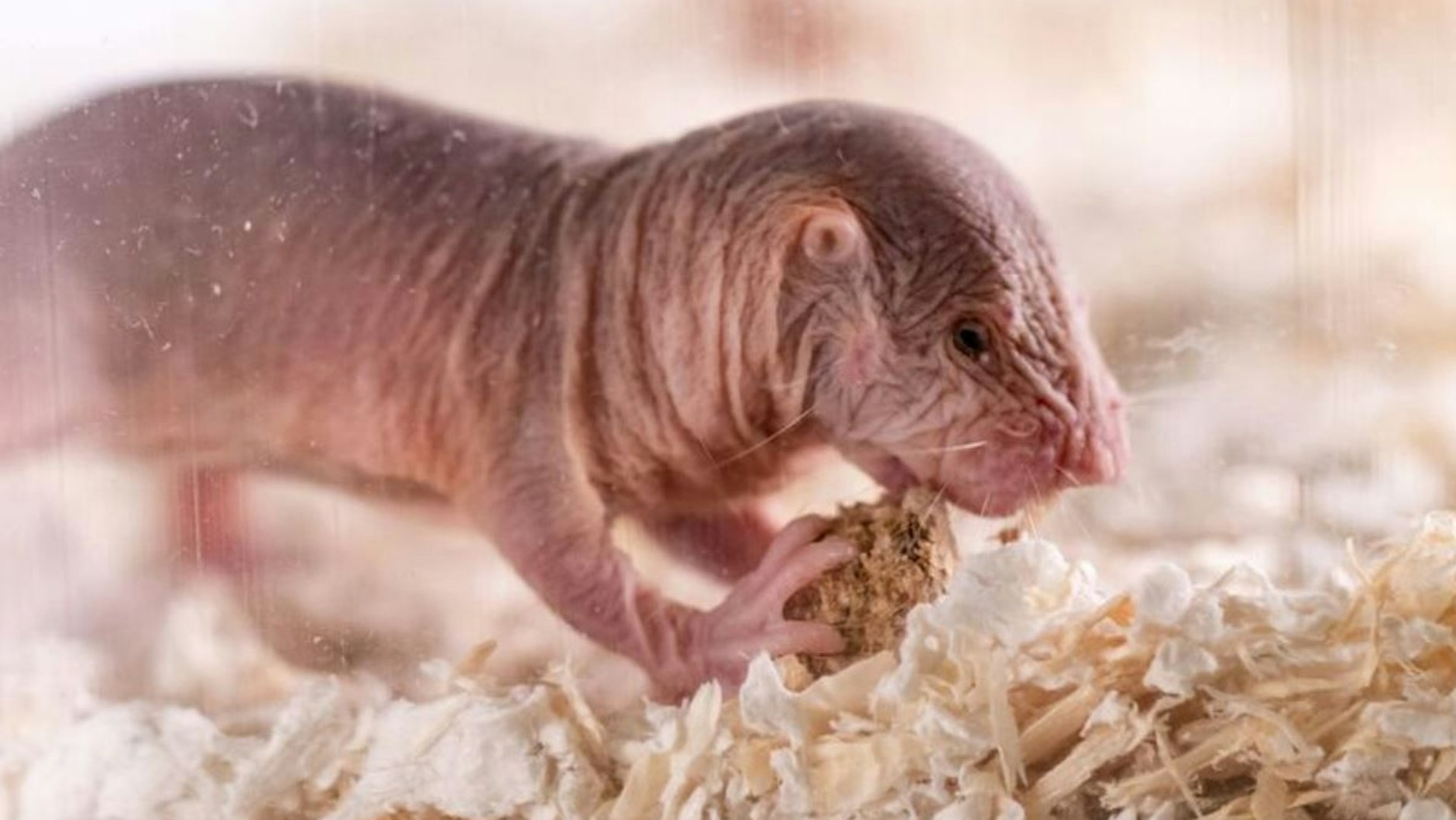 Menschen und Nacktmulle haben mehr gemein, als man annehmen würde:&nbsp;Jede Kolonie verfügt&nbsp; über einen eigenen Dialekt, über den sie sich von anderen Kolonien abgrenzt, schreiben Forscher in einer aktuellen Studie.