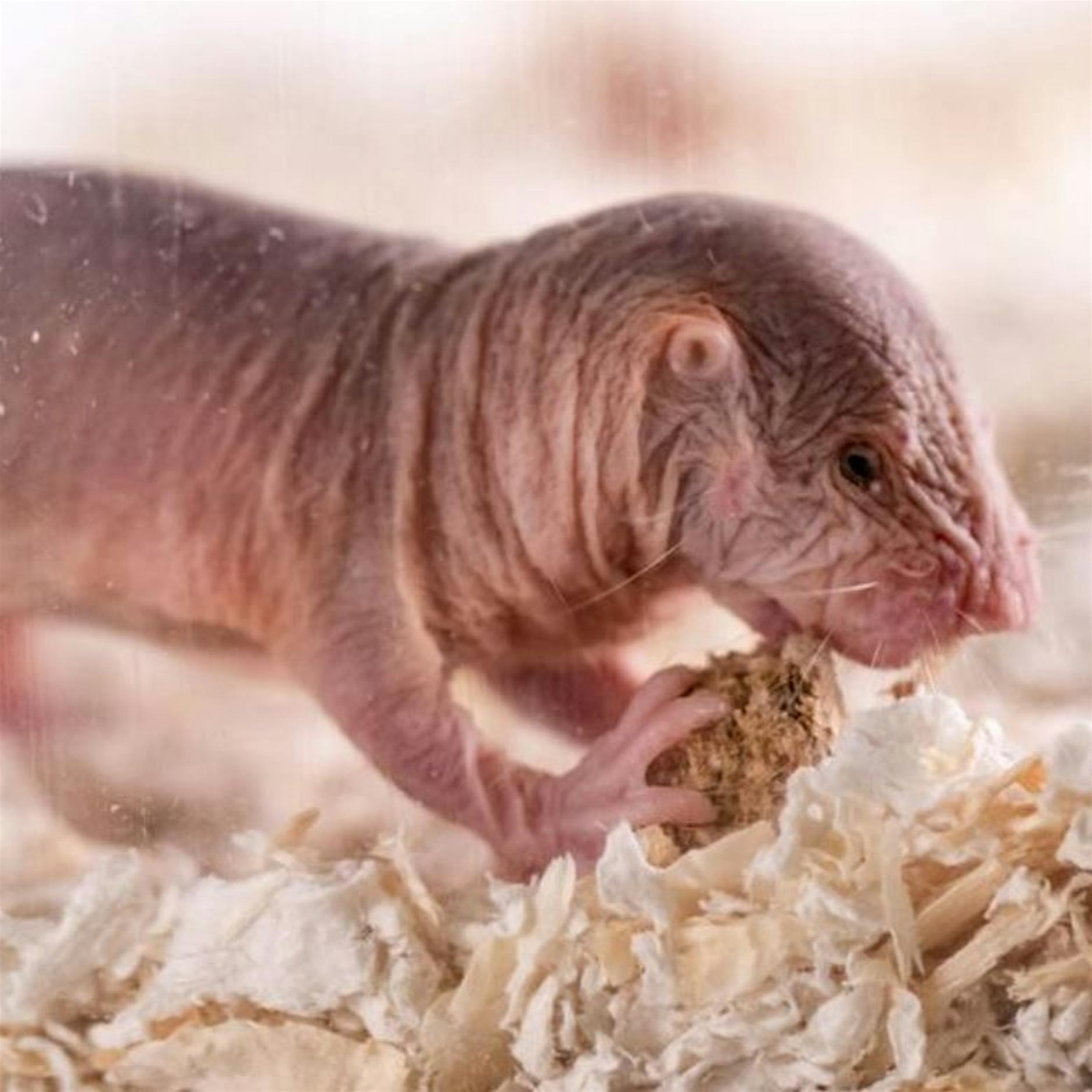 Nacktmulle quasseln in unterschiedlichen Dialekten