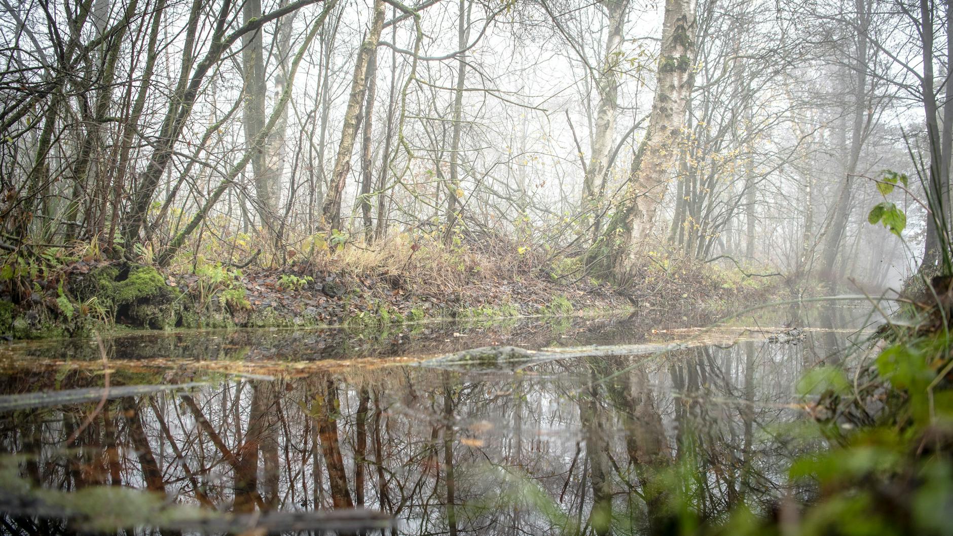 Moore dienen eigentlich als natürliche Kohlenstoffspeicher. Entwässerte Moore aber geben Treibhausgase in die Atmosphäre ab. 