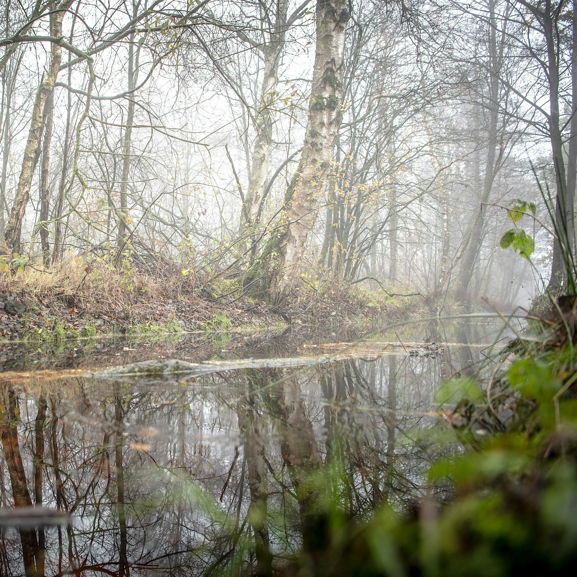 Wie nasse Moore dem Klima helfen können