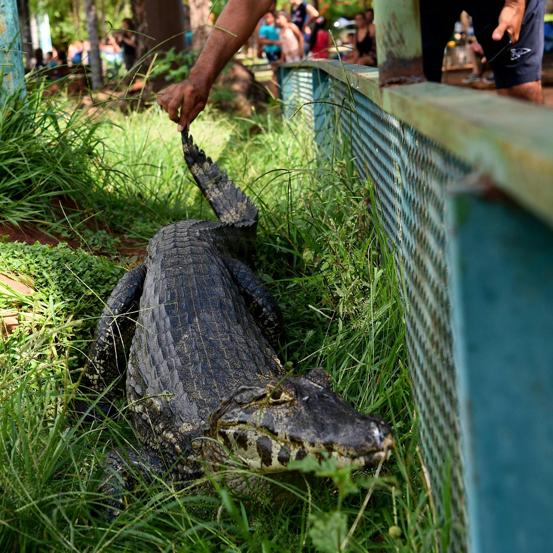 Krokodil-Alarm: Ausgebüxte Kaimane schauten in Geschäfte und erschreckten Passanten