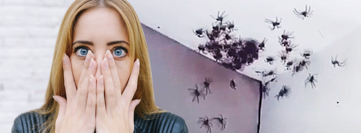 Spider nightmare!  This video is not for the faint of heart …