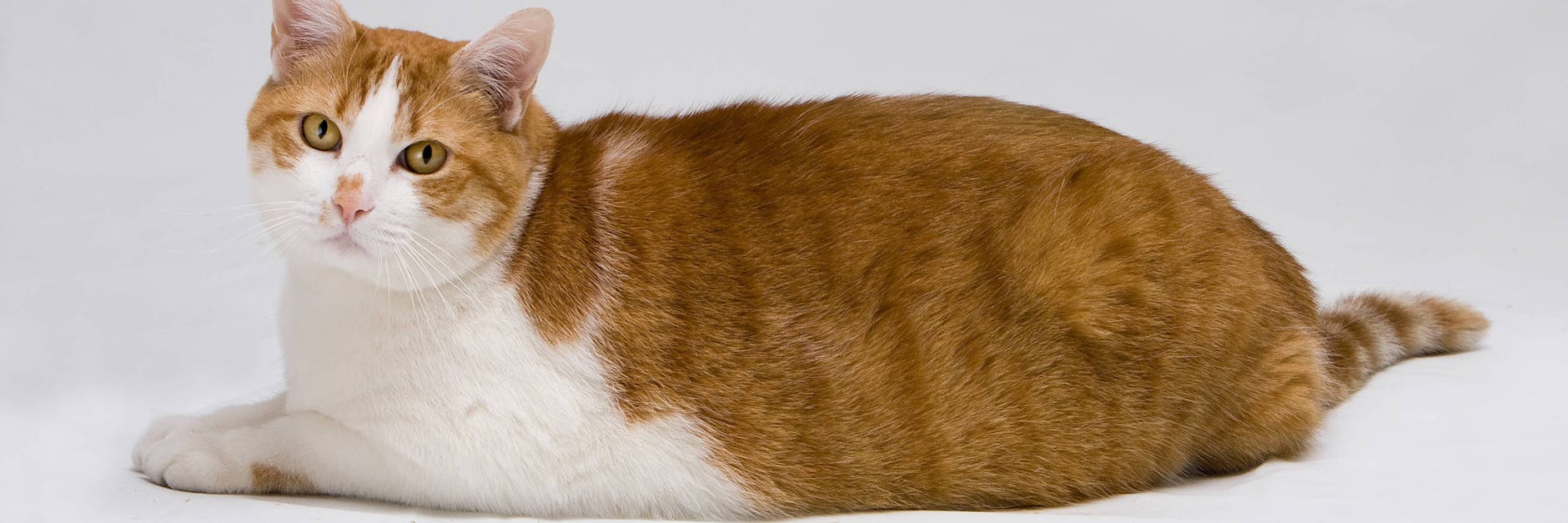 Etwas propper, die Mieze? Viele Katzenbesitzer erkennen das Übergewicht bei ihren Tieren nicht.