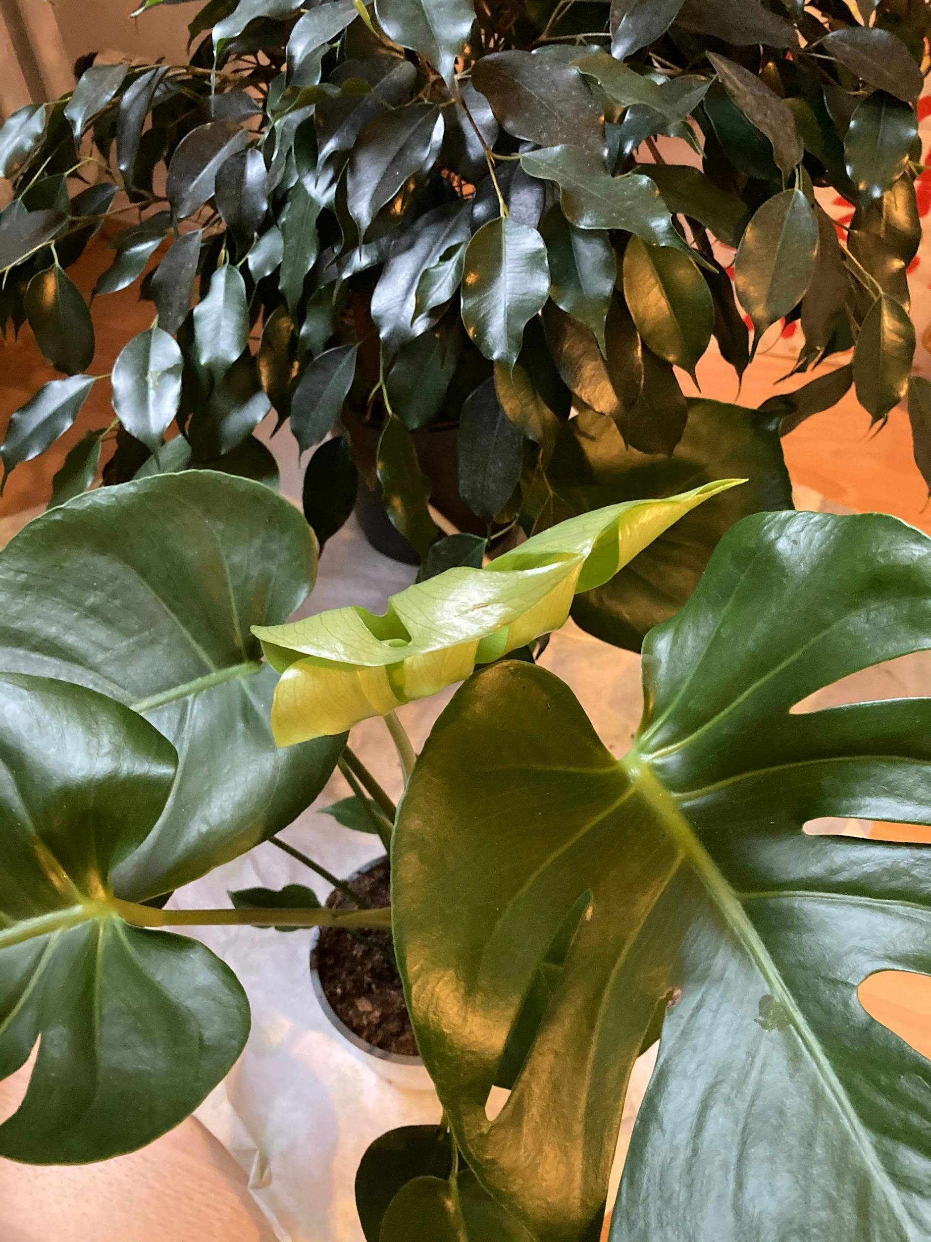 Just look at it grow! What else is there to do?