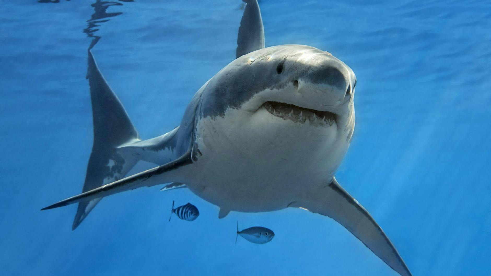 Majestätischer Raubfisch: Ein Weißer Hai (<em>Carcharodon carcharias</em>) schwimmt im offenen Meer.