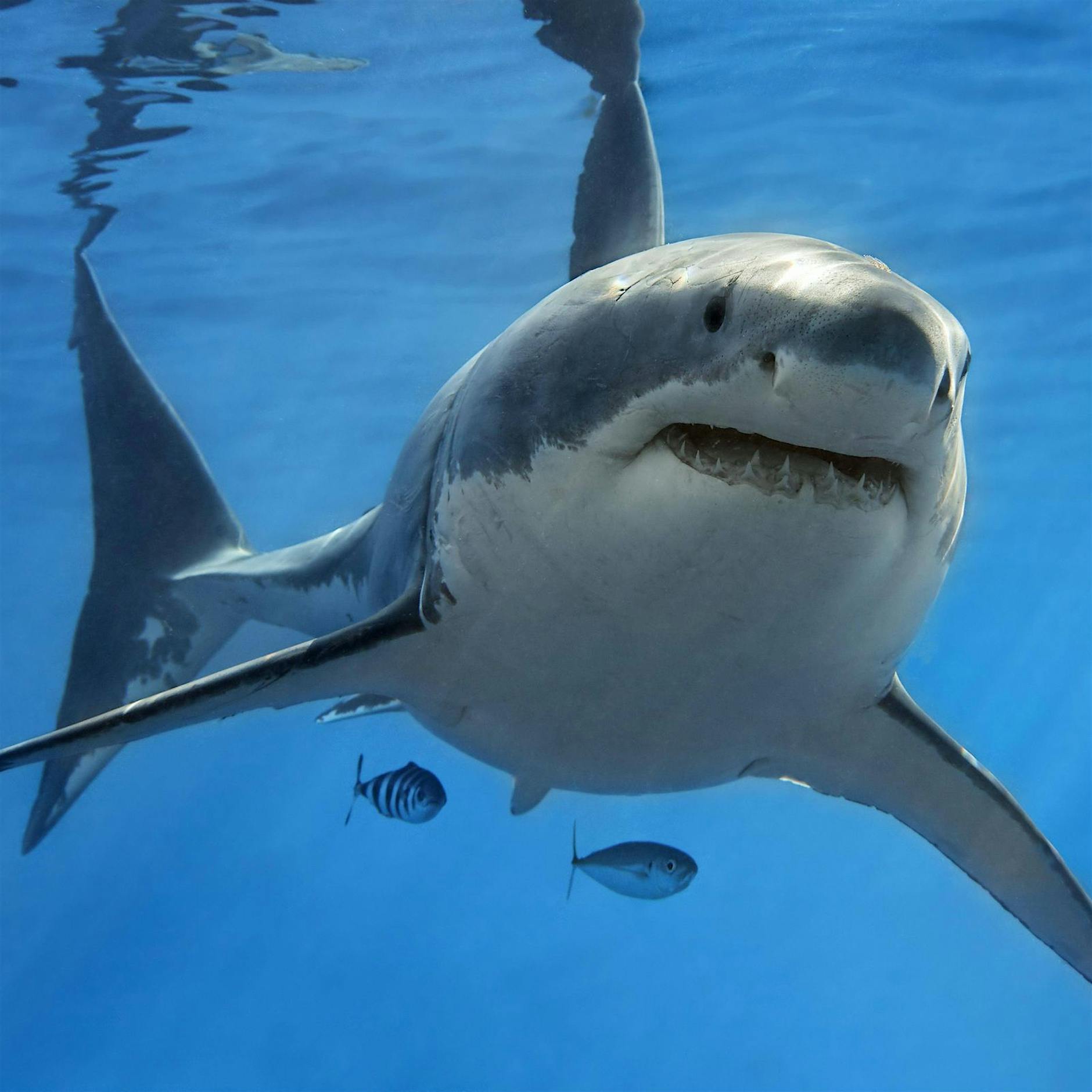 Mehr tödliche Haiangriffe: Grund zur Panik oder einfach nur Pech?