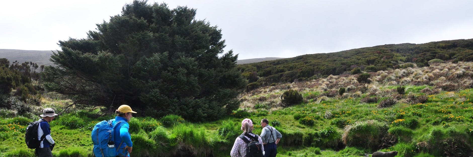 Besucher des subantarktischen Campbell Island stehen vor der einzelnen Sitka-Fichte, die als der einsamste Baum der Welt gilt.