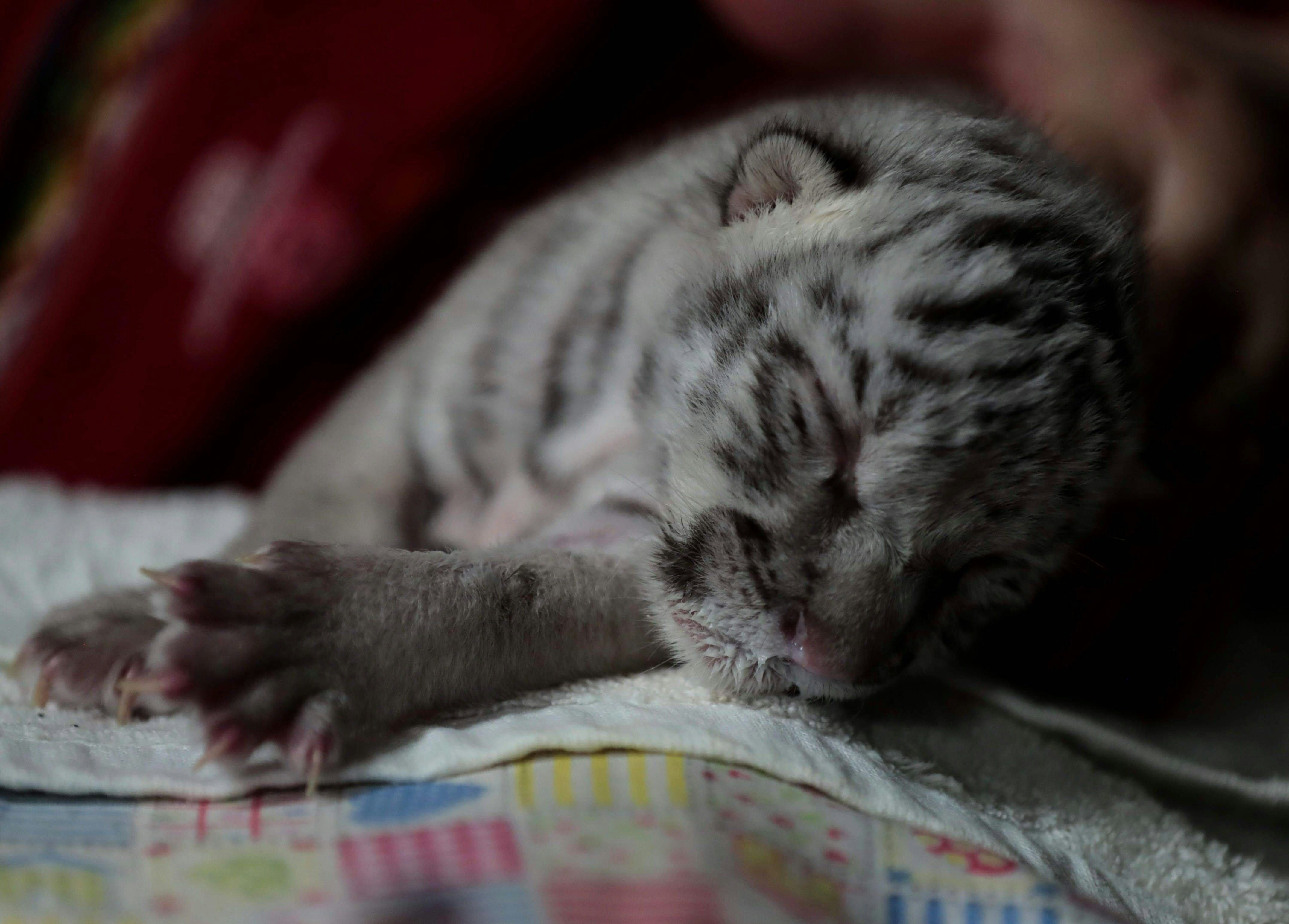 Verstossen Das Weisse Tiger Baby Nieve Wird Von Hand Aufgezogen