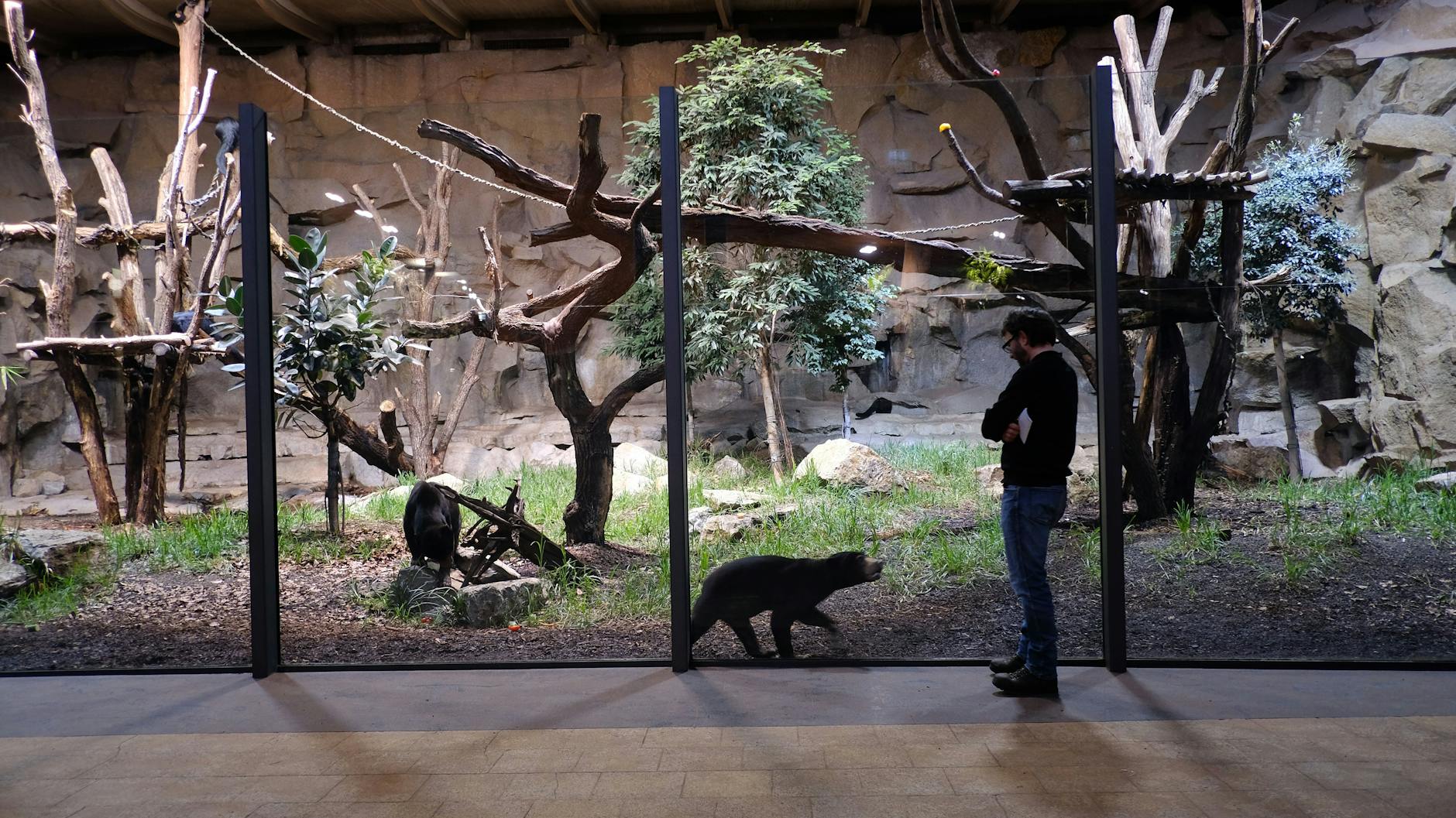 Zwei Malaienbären in ihrem neuen Gehege. Der Redakteur steht da, wo früher ein Wassergraben verlief und sich normalerweise die Besucher tummeln. <br>