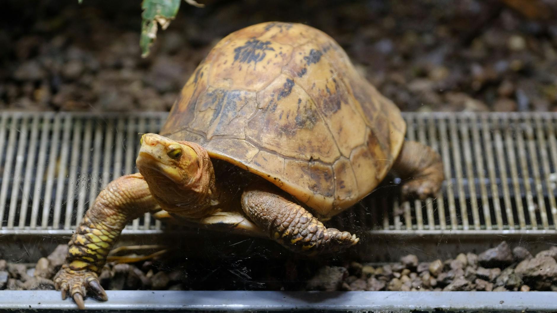 Dieses Wesen drückt sich an Scheibe, als wolle es hinaus in die Welt. Zentralvietnamesische Scharnierschildkröte<br>