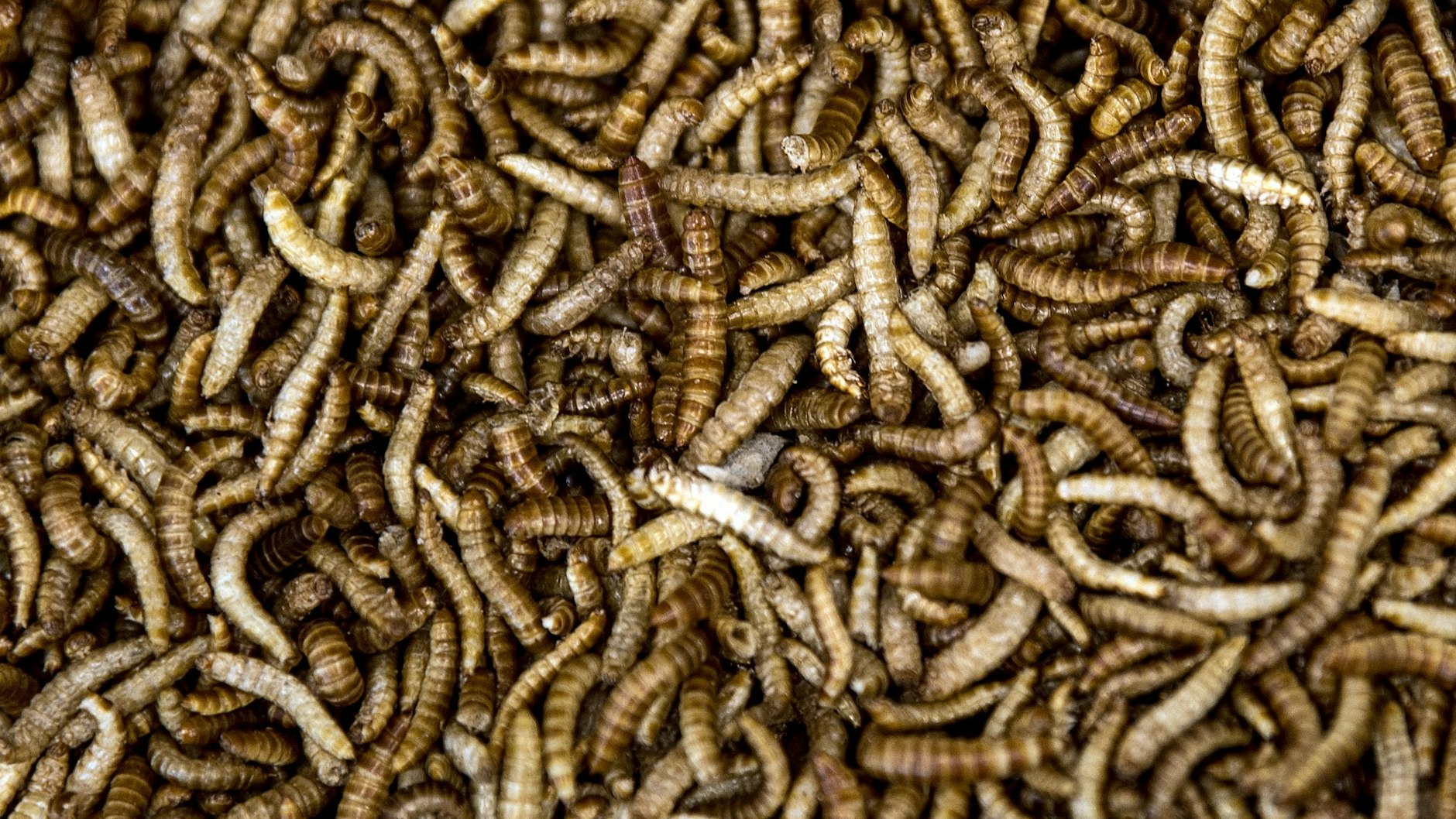 Buffalo-Mehlwürmer, die zum Verarbeiten zu Mehlwurm-Mehl präpariert wurden, liegen in einer Schüssel.&nbsp;