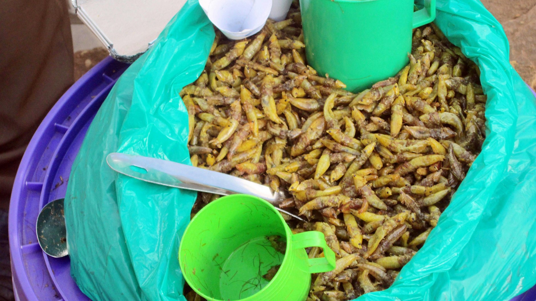 Gebratene Heuschrecken werden in einem violetten Eimer und portioniert mit Plastiktassen von dem Straßenhändler Dalawusi Byamukama in einem Vorort von Kampala zum Kauf angeboten.