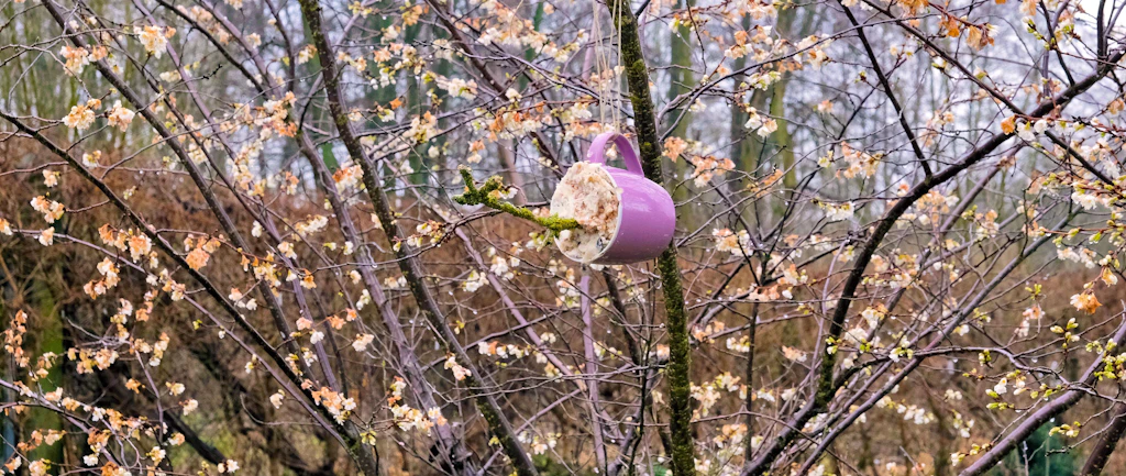 Kochen für die Vögel