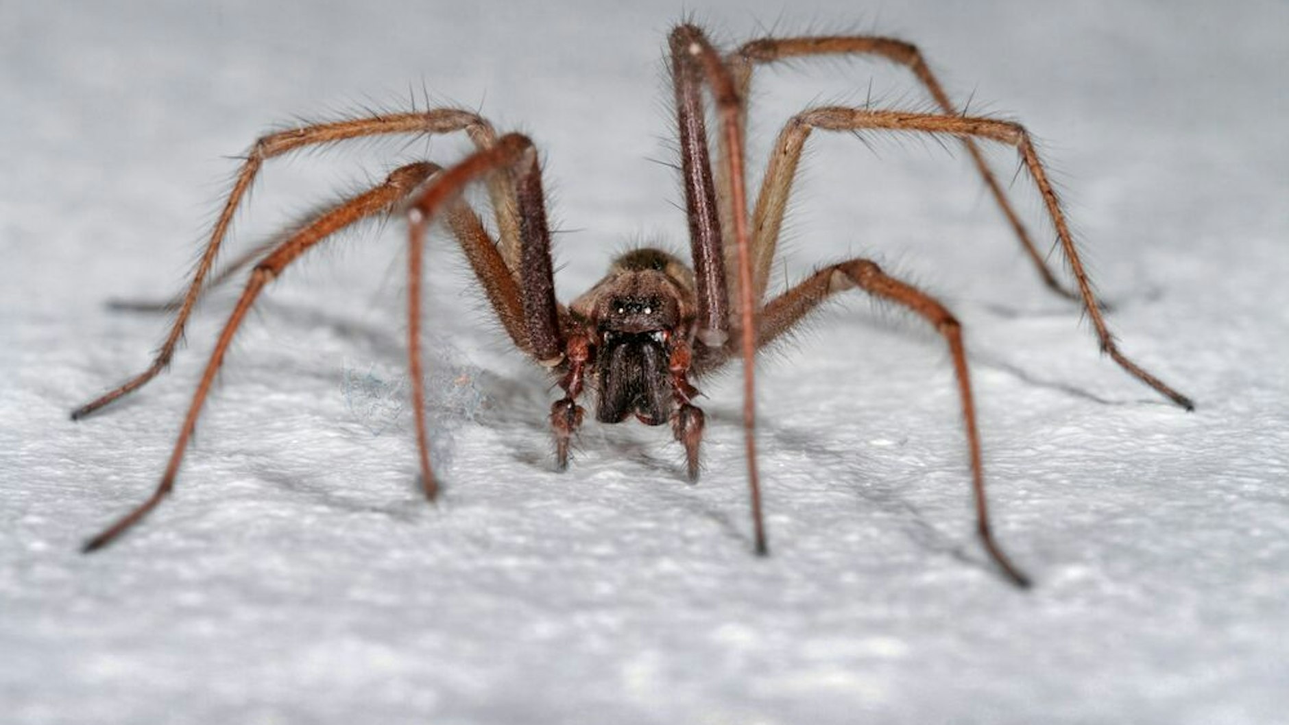 Hauswinkelspinnen sollte man aus der Wohnung entfernen.