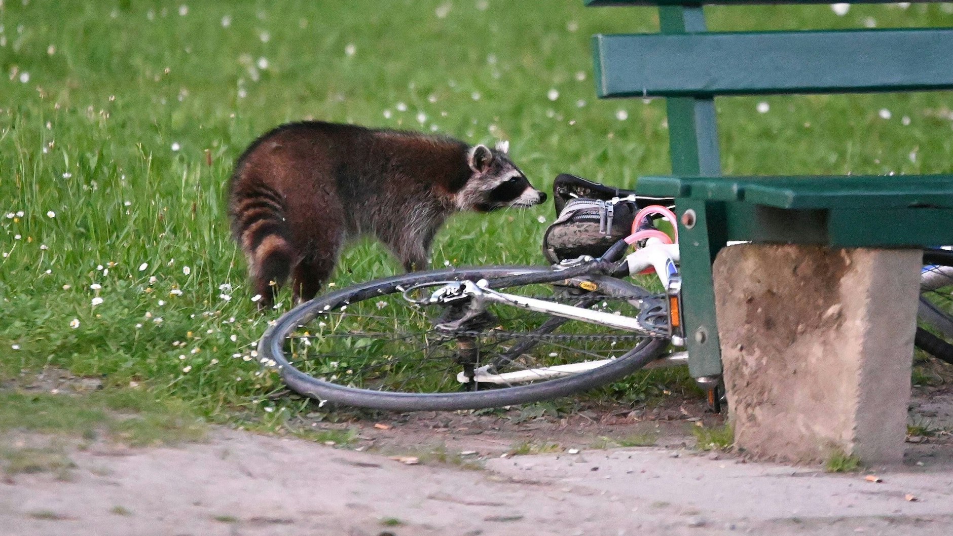 Wenn mitten in Berlin plötzlich der Rasen umgepflügt ist, war das kein Wildschwein. Auch Waschbären buddeln auf Nahrungssuche gern herum.