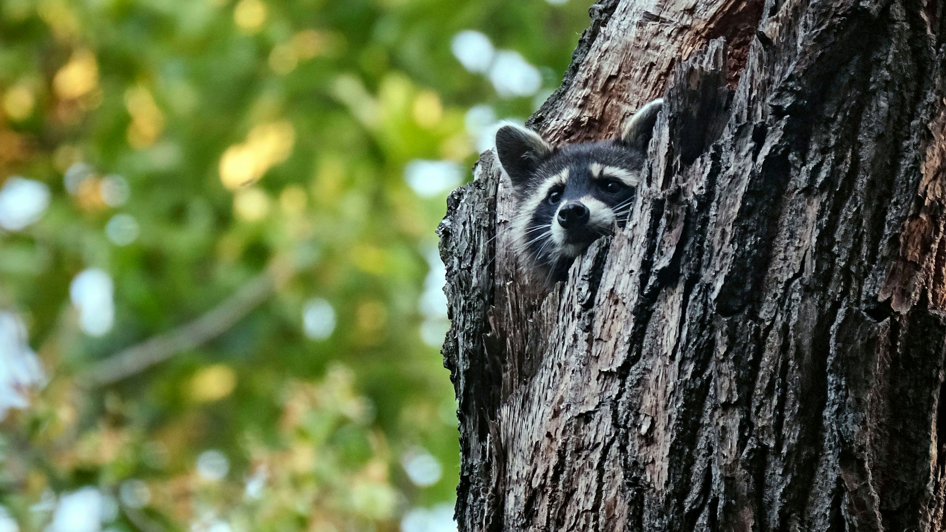Waschbären haben fast unbemerkt Berlin erobert.