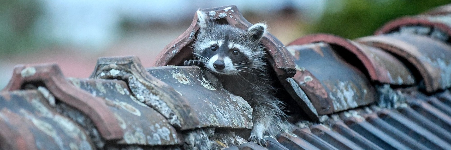 Ein Waschbär krabbelt aus seinem Versteck auf einem Berliner Dach.&nbsp;