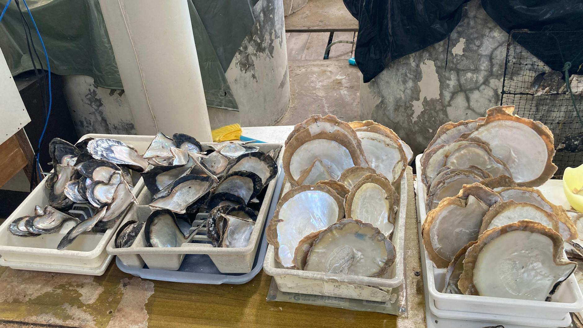 Die Schalen der beiden Muschelarten, die Kriangsak Ung züchtet: Pinctada maxima, im Deutschen auch als „Silberlippe“ bekannt, und die schwarze Pteria penguin. Sie werden auch zur Zierde verkauft. 