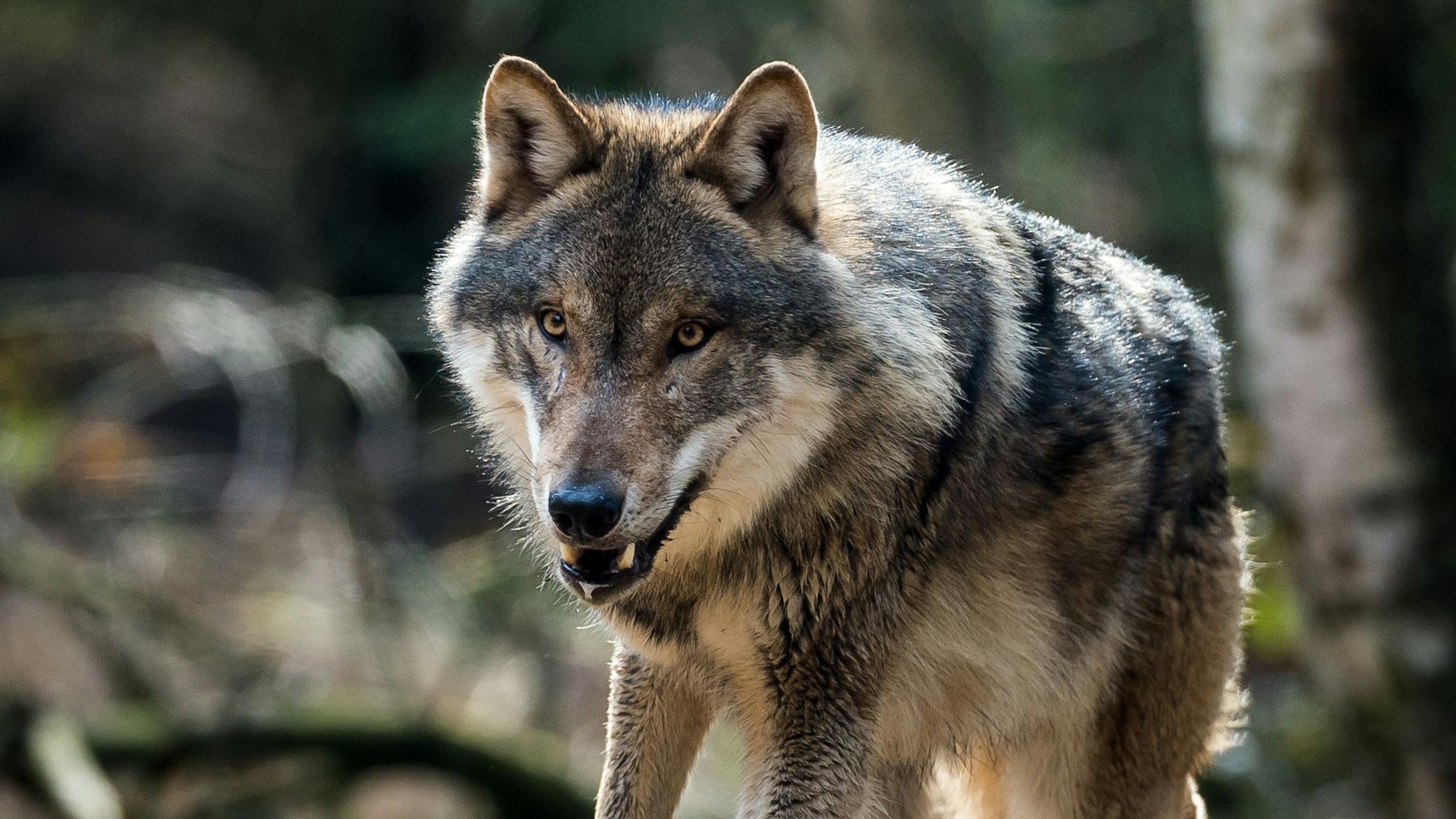 Der Wolf kehrte im Jahr 2000 nach Deutschland zurück (Symbolbild).