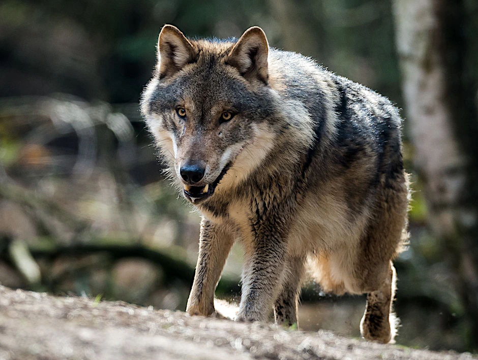 Der Wolf kehrte im Jahr 2000 nach Deutschland zurück (Symbolbild).