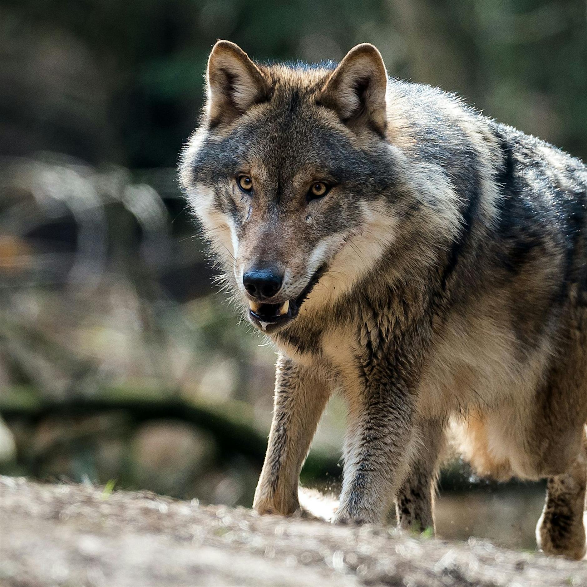 Naturschützer: Immer mehr Wölfe werden illegal getötet