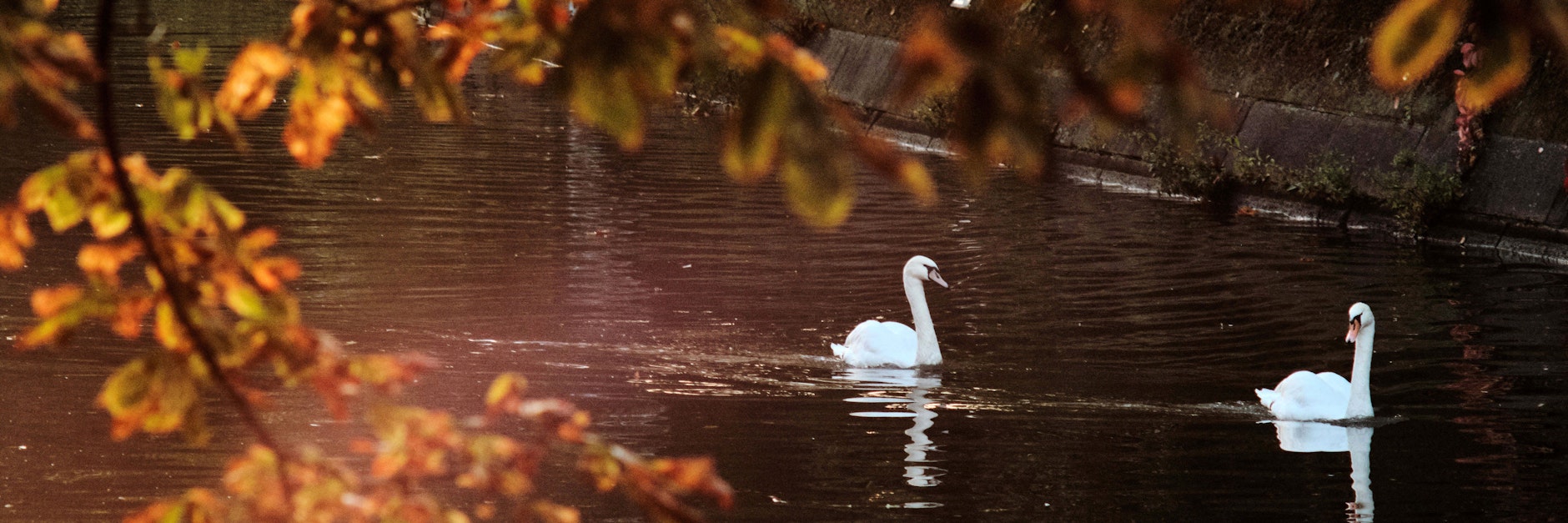 So stehen Ihre Sterne für den Herbst.