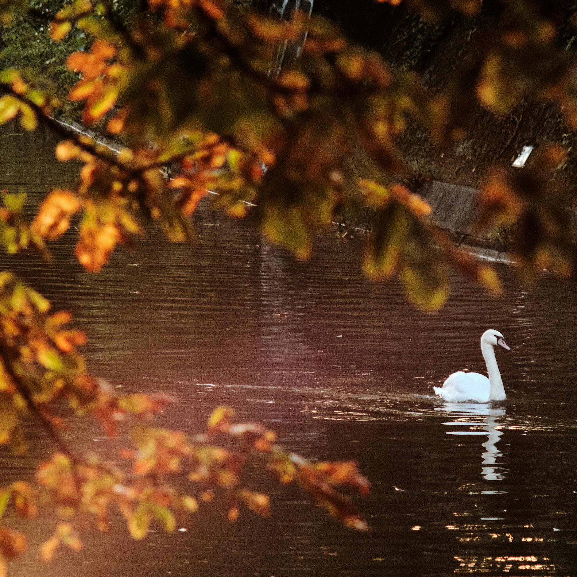 Herbst-Horoskop: Auf diese Sternzeichen wartet eine finanzielle Überraschung, andere können auf die große Liebe hoffen!
