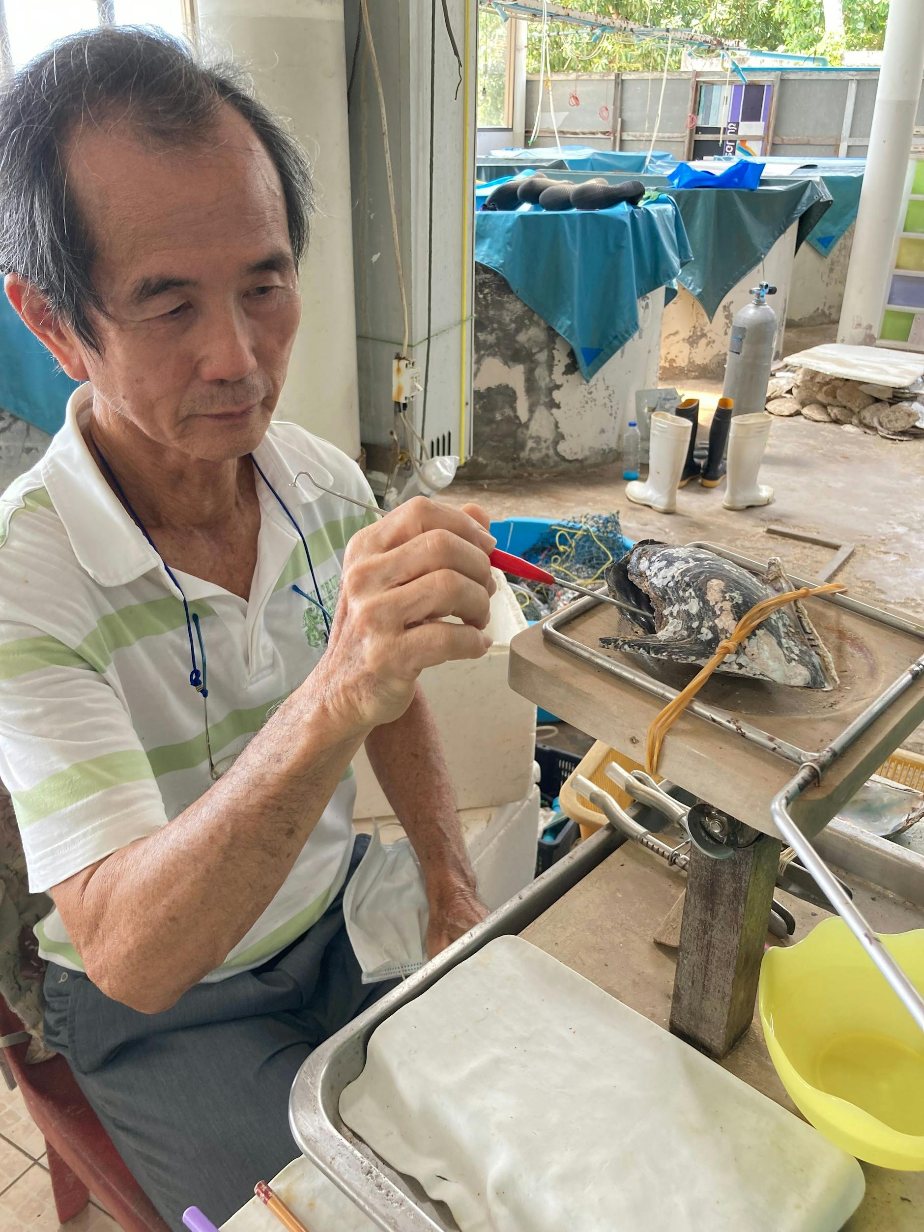 Der Perlenzüchter Kriangsak Ung setzt einer Muschel mit einer Pinzette runde Stückchen Muschelschale ein. 