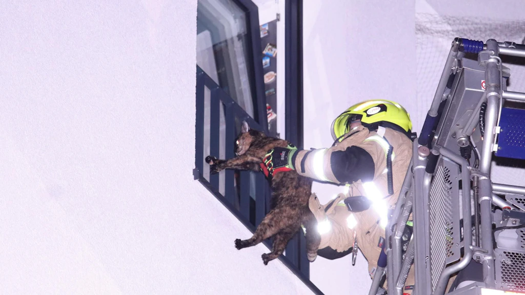 Verängstigte Katze sitzt stundenlang auf Fensterbrett. Was dann geschieht, ist herzerwärmend