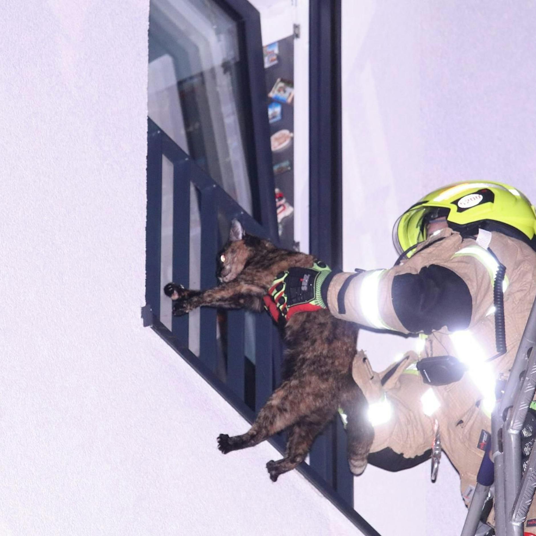 Verängstigte Katze sitzt stundenlang auf Fensterbrett. Was dann geschieht, ist herzerwärmend