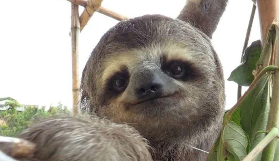 Image - Faultiere in Venezuela: Ihr Fluch ist ihr ewiges Lächeln