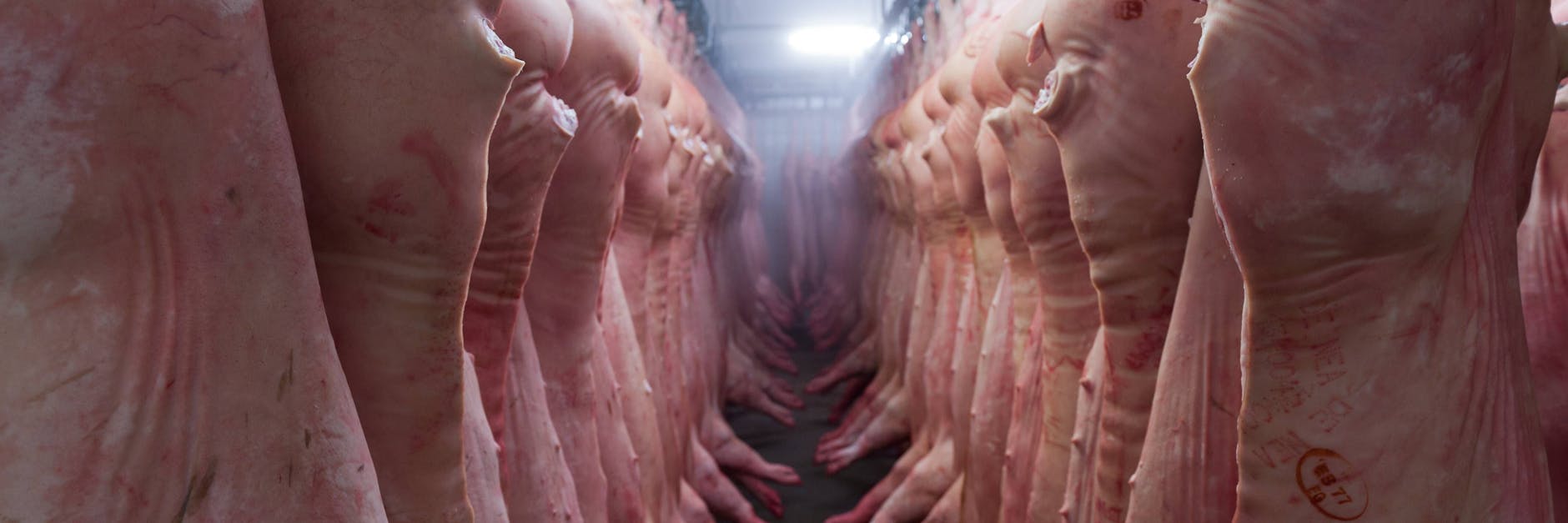 1000 ausländische Arbeitskräfte für die Fleischindustrie sollen die Misere lindern.