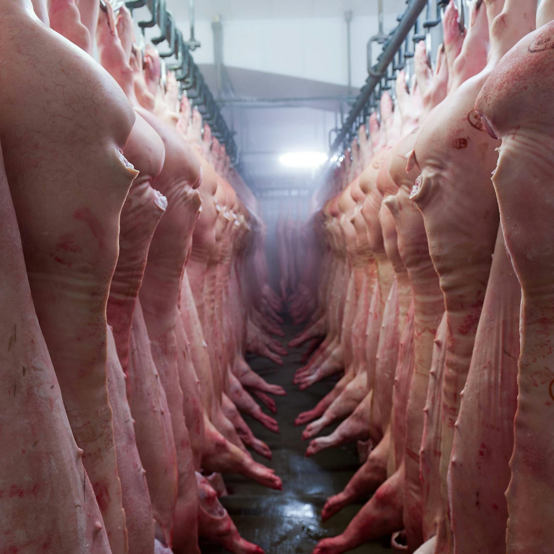 In Großbritannien fehlen auch 15.000 Metzger – fällt der Weihnachtsbraten für die Briten aus?