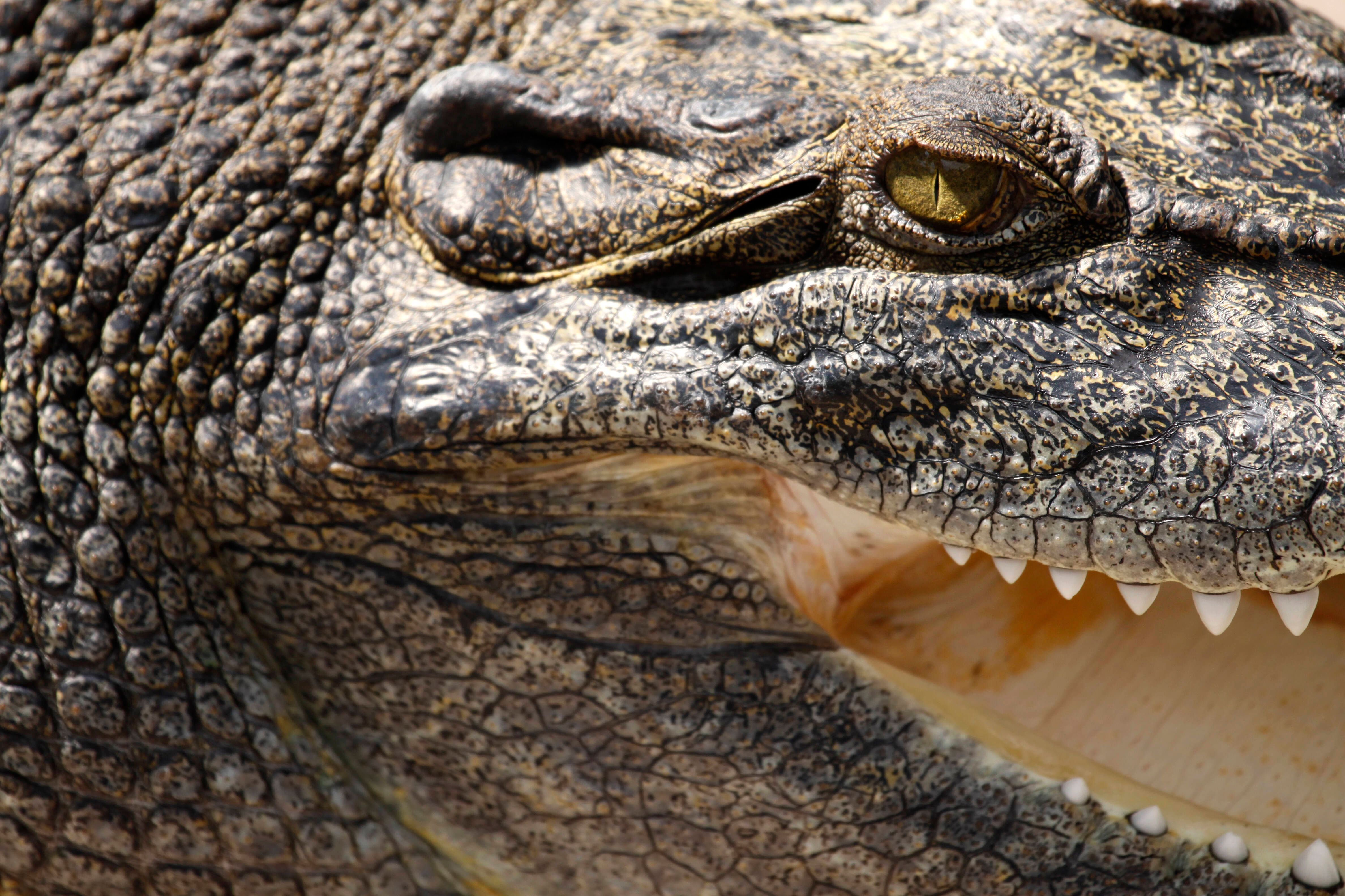 Image - Schock-Video auf Twitter: Monster-Alligator verspeist Artgenossen!