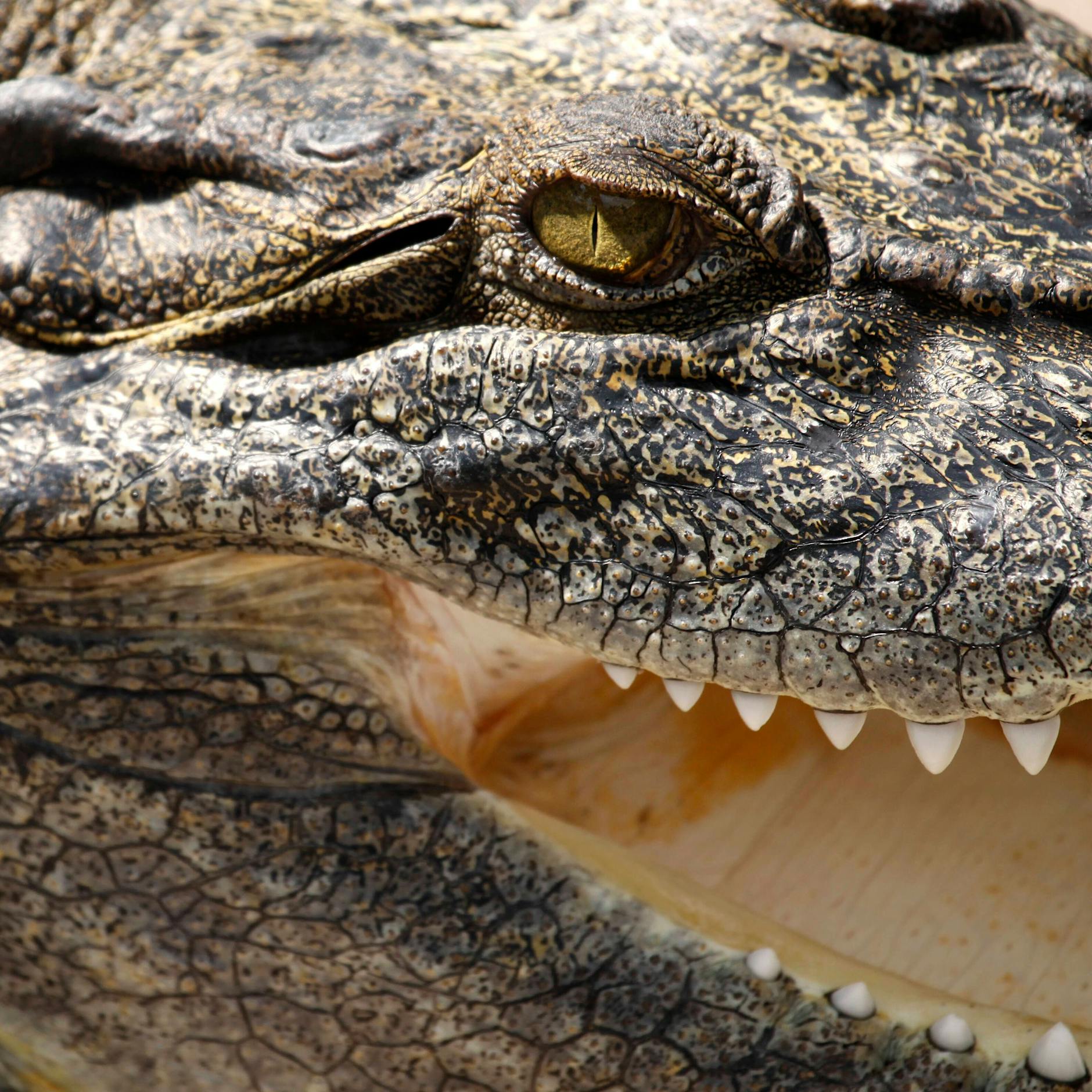 Schock-Video auf Twitter: Monster-Alligator verspeist Artgenossen!