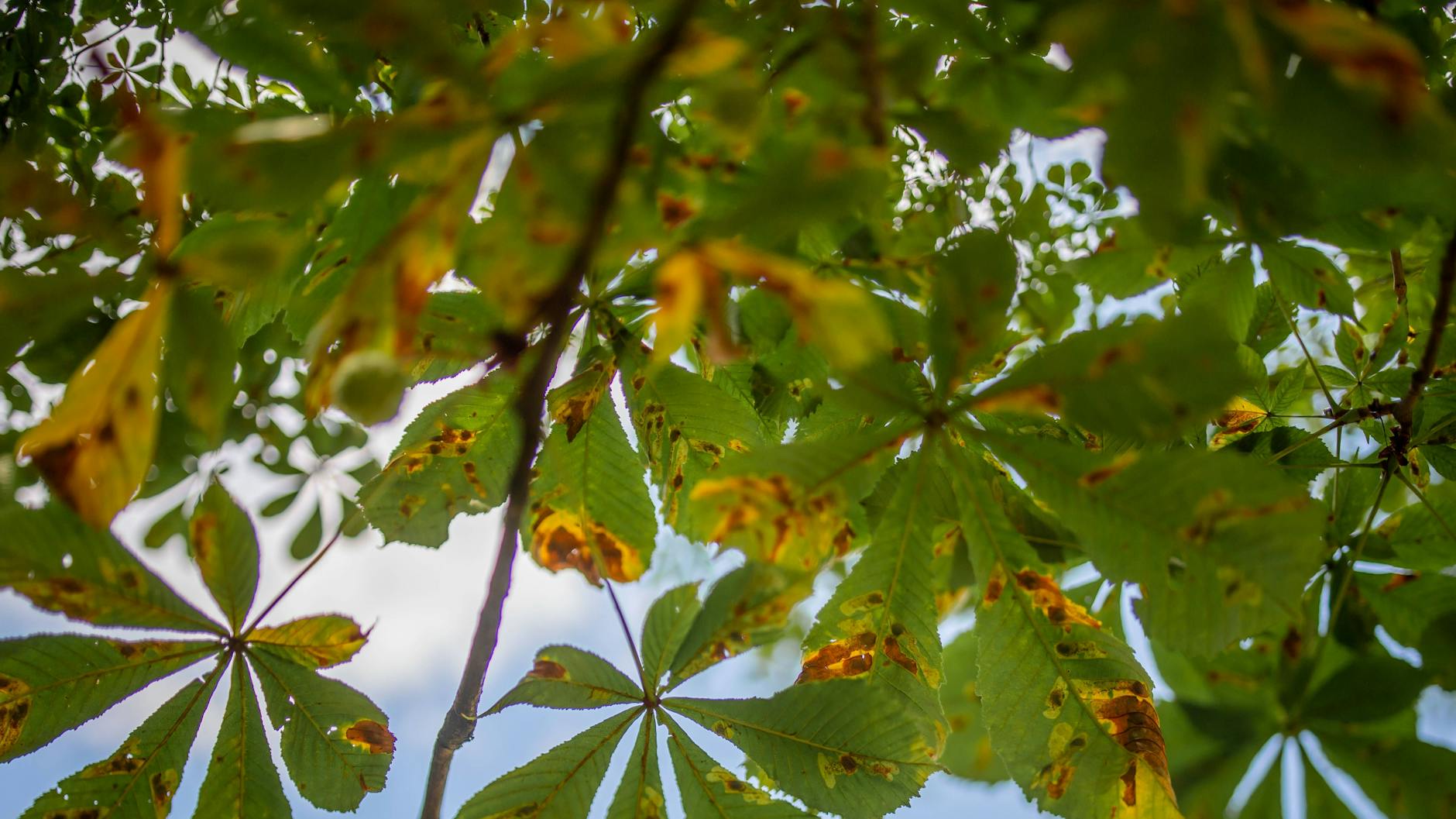 So sieht die Fresslust der Motte aus: Bei einer Rosskastanie sind auf den Blättern die typischen braune Flächen zu erkennen. Wegen des Schädlings verlieren die Bäume schon ab Juni ihr Laub.